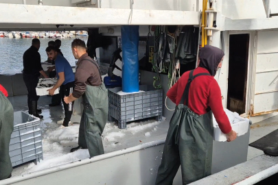 Marmara Denizi’nde İstavrit Bolluğu