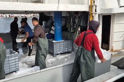 Marmara Denizi’nde İstavrit Bolluğu