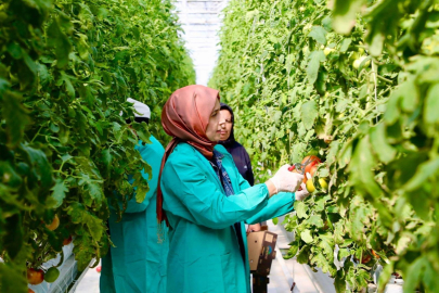 Niğde’de Jeotermal Seralarda Topraksız Tarımda Bereket Başladı