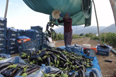Erzincan, Toplu Sera Bölgesiyle 700 Kişiye İstihdam Sağlayacak