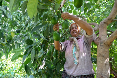 Mersin, Tropikal Meyve Üretimiyle Tarımsal Gücünü Artırıyor