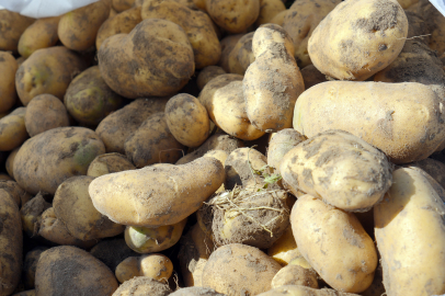 Kastamonu, 30 Bin Tonluk Patates Hasadıyla Bereketli Bir Sezon Yaşıyor