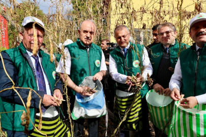 Akkuş, Coğrafi İşaretli Şeker Fasulyesinde 5. Hasadı Kutladı