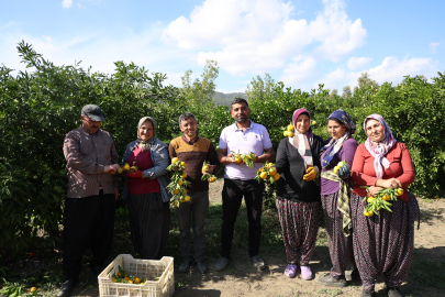 Adana, Mandalina Fiyatı 15 TL’den 8 TL’ye Düştü