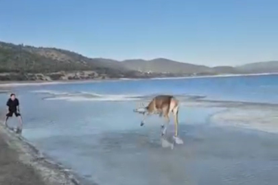 Burdur, Salda Gölü’nde Kızıl Geyik Vatandaşlarla Görüntülendi
