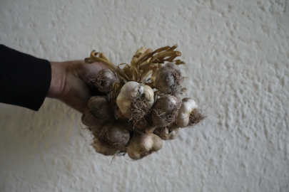 Gümüşhane, Ata Tohumu Siyah Sarımsak Yerel Çeşit Tesciline Hazırlanıyor