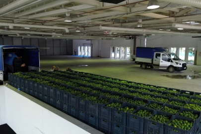 Bodrum, 55 Ton Yeşil Mandalini İle Üreticiye Katkı Sağladı
