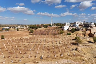Mardin, Atıl Araziler Modern Bağcılıkla Tarıma Kazandırılıyor
