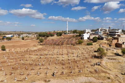 Mardin, Atıl Araziler Modern Bağcılıkla Tarıma Kazandırılıyor