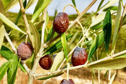 Karaburun’da Doğal Furma Zeytini Hasadı Başladı