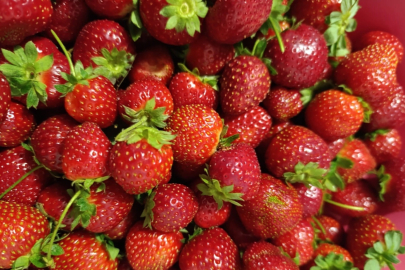 Manisa, Köprübaşı’nda Dört Mevsim Çilek Hasadı Sürüyor