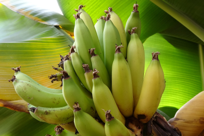 Ordu’da, Tropikal Meyveler Kontrollü Seralarda Yetiştiriliyor