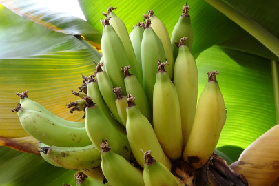 Ordu’da, Tropikal Meyveler Kontrollü Seralarda Yetiştiriliyor