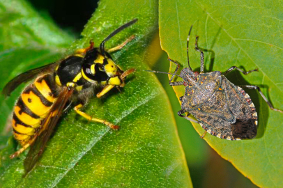 Çanakkale'de Kokarca Böceğine Karşı 4 Bin Samuray Arısı