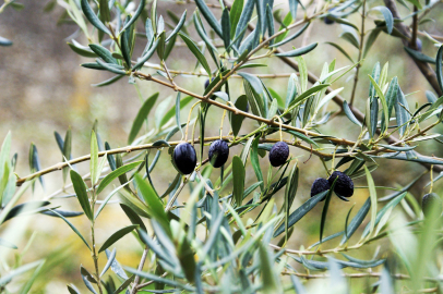 Marmarabirlik'ten Zeytin Atağı: 70 Bin Ton Hedef!