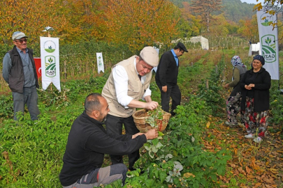 Osmangazi'de Organik Üzümsü Meyve Üretimi Hız Kazandı