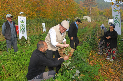 Osmangazi'de Organik Üzümsü Meyve Üretimi Hız Kazandı