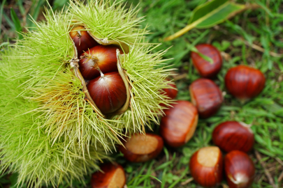 Düzce'de Bakanlıktan %75 Kestane Bahçesi Desteği