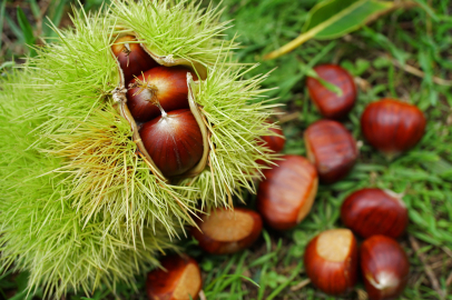 Düzce'de Bakanlıktan %75 Kestane Bahçesi Desteği