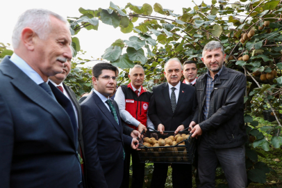 Ordu, Kivi Hasadıyla Ekonomiye 520 Milyon TL Katıyor