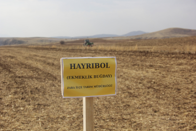 Sivas, Beş Yeni Buğday Çeşidinin İlk Ekimini Gerçekleştirdi