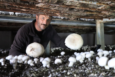 Erzurum, Oltu’da Kültür Mantarı Üretiminde Son Hasat