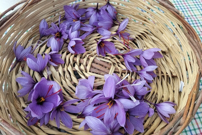 Kozan’da Safran Hasadı Başladı, Rekolte Sert Düştü