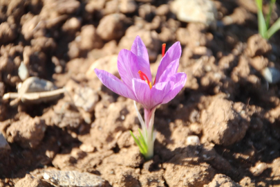 Honaz, Safran Üretiminde Yeni Bir Döneme Başladı