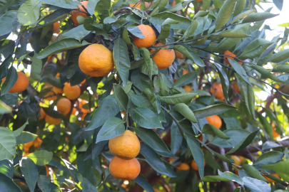 Seferihisar, Satsuma Mandalina Hasadında Yüksek Verim Bekliyor