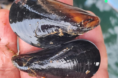 Midyede Kaçak Üretim Uyarısı, Sağlık Riski Vurgulandı