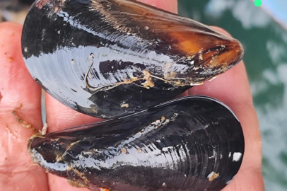 Midyede Kaçak Üretim Uyarısı, Sağlık Riski Vurgulandı