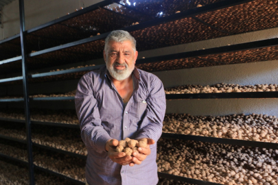 Çivril, Emekli Çiftçinin Ceviz Üretiminde Hızla Büyüyor