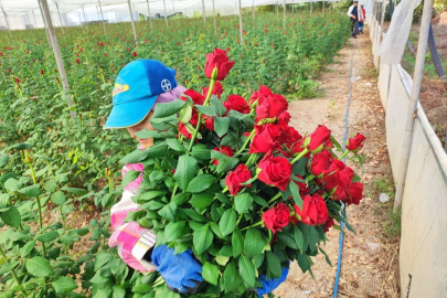 Adana, Seralarda Yetiştirilen Güllerde Hasat Sezonunu Başlattı