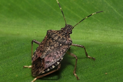 Kahverengi Kokarca Fındıkta Zarar Yüzde Yüze Dayandı