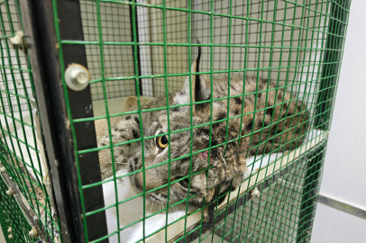 Yozgat’ta Araç Çarpan Yaralı Vaşak Tedavi Altına Alındı