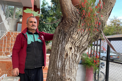 Dut Ağacının Gövdesinde Yetişen İncir Şaşkınlık Yarattı