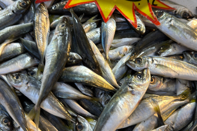 Hamsi Bolluğu Tezgahlara Yansıdı