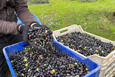 Bilecik’te Zeytin Fiyatı Tartışması, Tarlada 160 Tezgahta 500 Lira