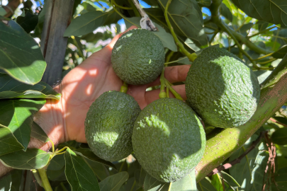 Tropikal Meyve Üretimi, Alanya’da İhracata Hazırlanıyor