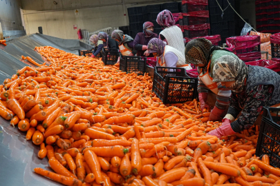Beypazarı, Kışlık Havuç Hasadında Verim Yükseldi