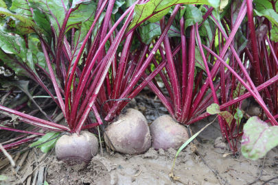 Kırmızı Pancar Hasadı, Menemen’de Üreticiyi Sevindirdi