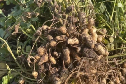 Yer Fıstığı Hasadı Sonrası Yapraklar Yem Olarak Değerlendiriliyor