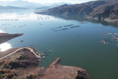 Tokat, Almus Barajında Yetişen Türk Somonları İhracata Gidiyor
