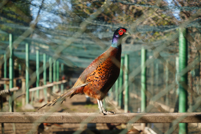 Samsun, Sülünlerle Kahverengi Kokarcayla Doğal Mücadele Başlattı