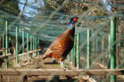 Samsun, Sülünlerle Kahverengi Kokarcayla Doğal Mücadele Başlattı