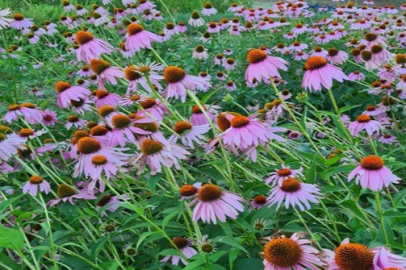 Eskişehir, Tıbbi Aromatik Bitkide Türkiye Merkezi Oldu