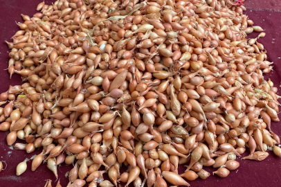 Alaşehir, Soğan Dikimi İçin Çiftçilere Zaman Uyarısı