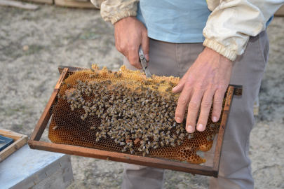 Bilecik, Ana Arı Üretiminde 200 Koloniye Ulaştı