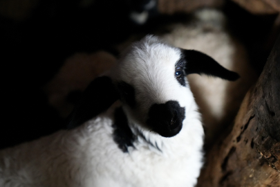 Erzincan, Kuzu Doğumlarıyla Üreticinin Yüzü Güldü