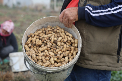Hatay, Yer Fıstığında Kuraklık Verimi Yarıya Düşürdü